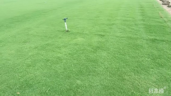 草卷状百慕大草