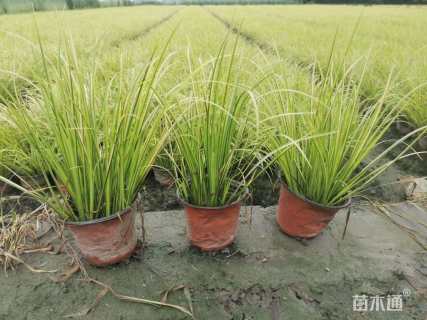 高度30厘米金叶菖蒲