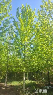 18公分美国红枫