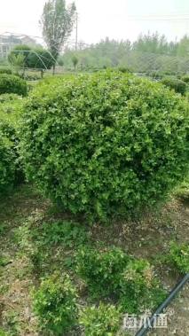 冠幅150厘米小叶黄杨球