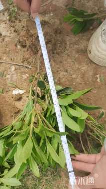 高度45厘米毛鹃