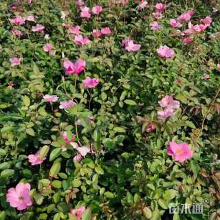 高度20厘米丰花月季