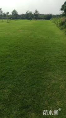 草块状百慕大草