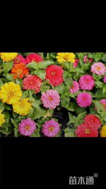 高度20厘米百日草