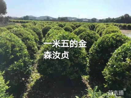 冠幅150厘米金森女贞球