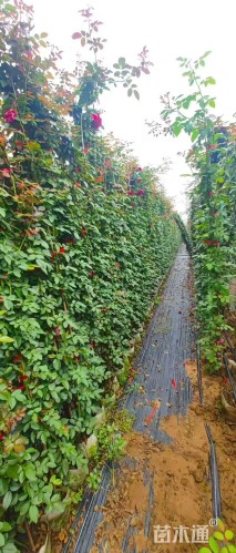 300厘米藤本月季