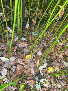 高度100厘米檫木小苗
