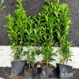 高度40厘米雀舌黄杨