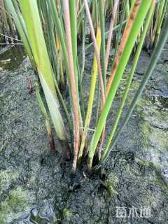 高度60厘米水葱