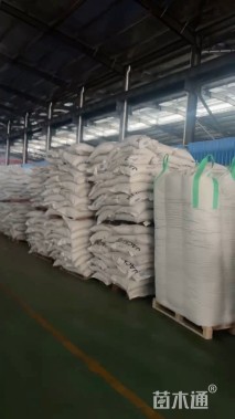 富裕种业高羊茅种子