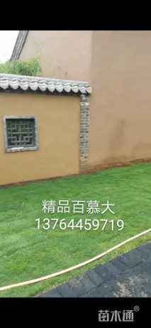 草卷状百慕大草