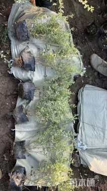 高度50厘米银姬小蜡