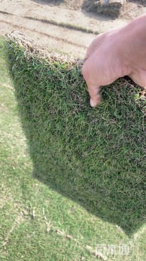 草毯状百慕大草