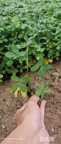 高度15厘米遍地黄金