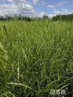 高度70厘米芦苇