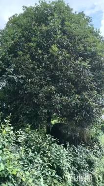 18公分高杆桂花