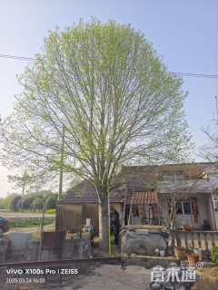 40公分日本晚樱