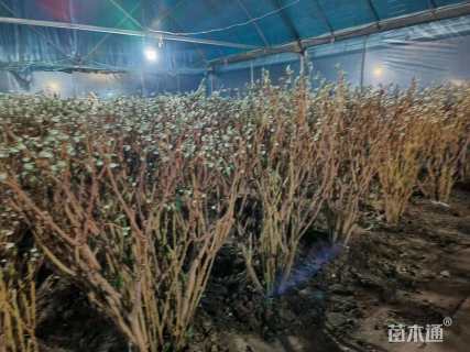 高度150厘米结香球