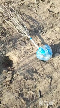 高度250厘米木槿