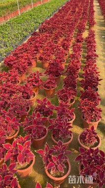 高度20厘米彩叶草