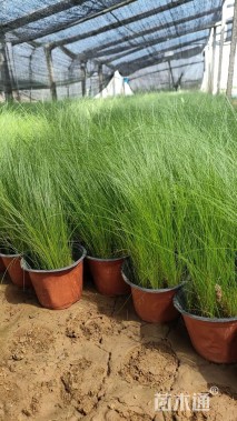 高度40厘米墨西哥羽毛草