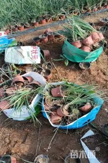 高度20厘米紫娇花