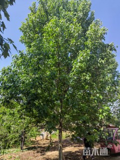 11公分美国红枫