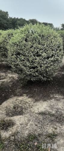 冠幅150厘米银姬小蜡球