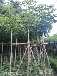 5公分红花风铃木