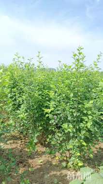 高度250厘米丛生木槿