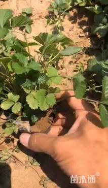 高度20厘米蛇莓