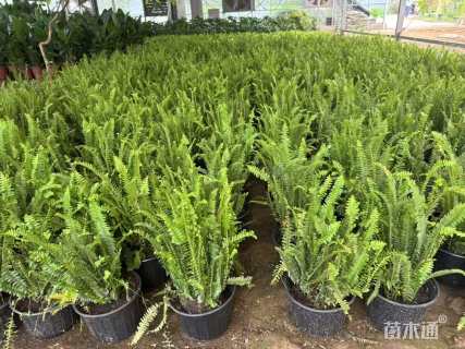 高度30厘米肾蕨