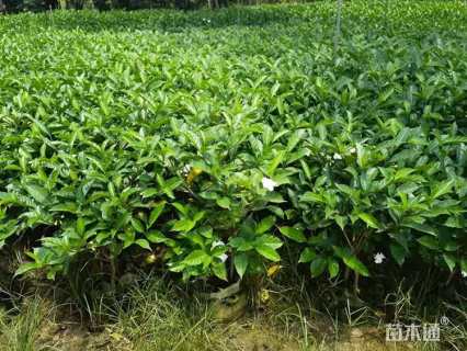 高度60厘米狗牙花