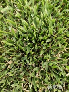 中华结缕草