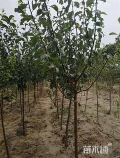 7公分梨树