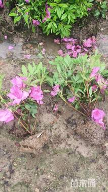 高度25厘米毛鹃