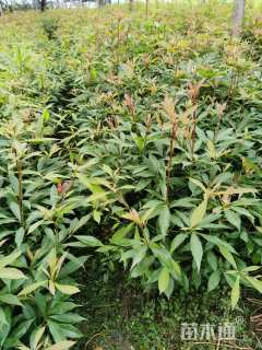 0.55公分金丝楠木