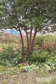 8公分(4杆)丛生香樟