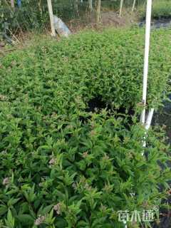 高度50厘米大麻叶泽兰