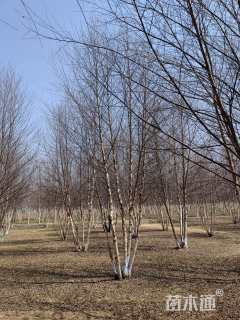 高度700厘米丛生河桦