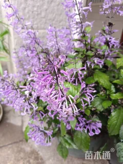 高度30厘米莫奈薰衣草