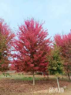 18公分美国红枫