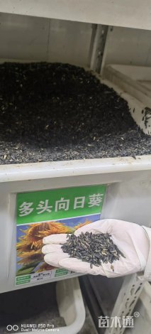 向日葵种子
