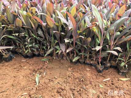 高度35厘米红叶朱蕉