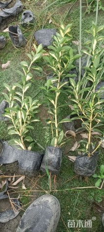 高度25厘米万年青