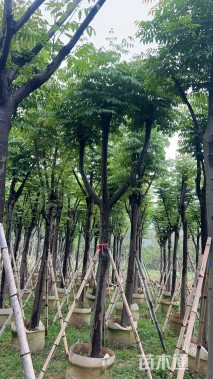 12公分复羽叶栾树