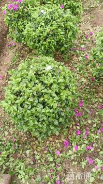 高度80厘米三角梅