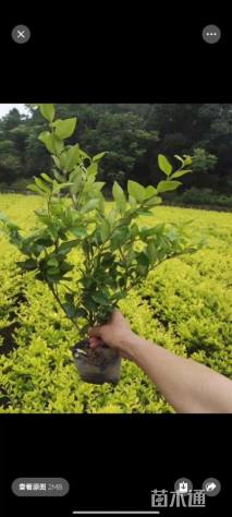 高度40厘米金森女贞