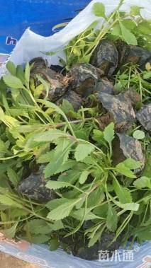 高度10厘米马鞭草