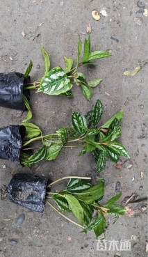 高度15厘米冷水花